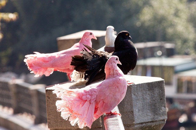 在比赛中遭 在比赛中遭