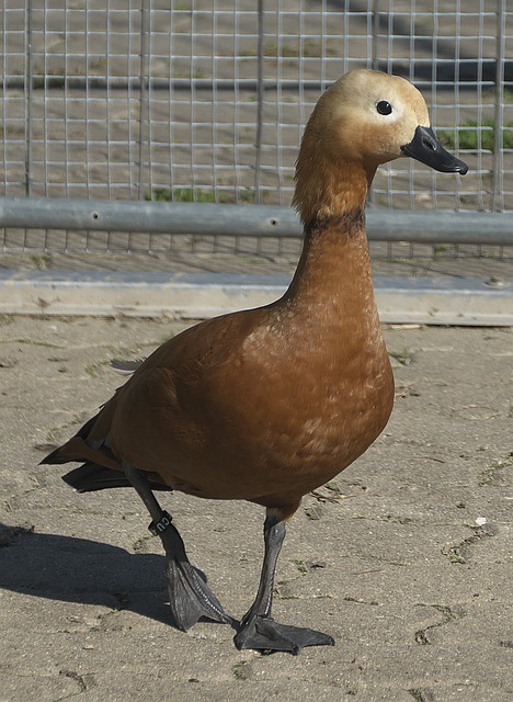 之一 之一